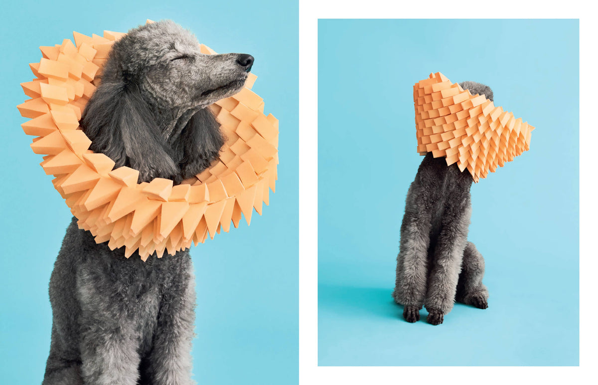 Book - Cone of Shame